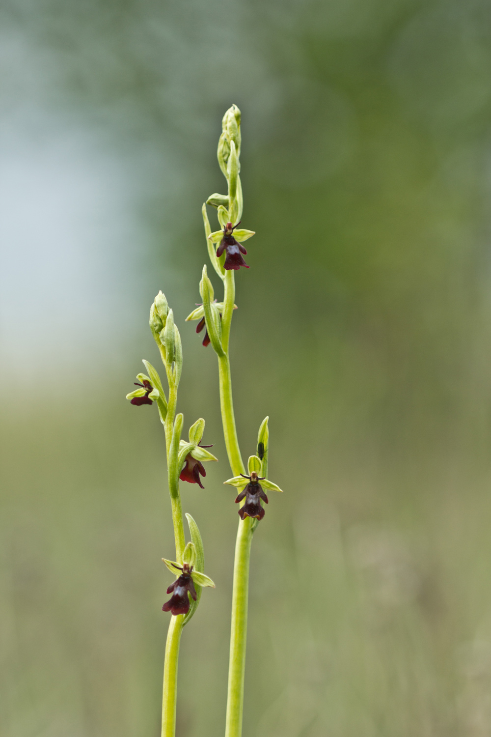 Ophrys insectifera